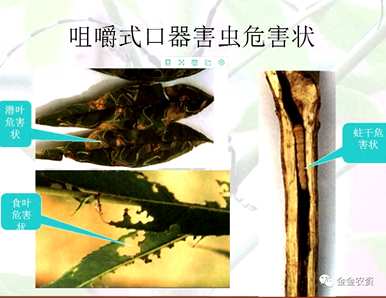 蜘蛛是昆虫，为什么不是昆虫，蜘蛛是昆虫吗？