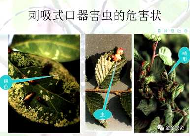 蜘蛛是昆虫，为什么不是昆虫，蜘蛛是昆虫吗？