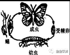 蜘蛛是昆虫，为什么不是昆虫，蜘蛛是昆虫吗？