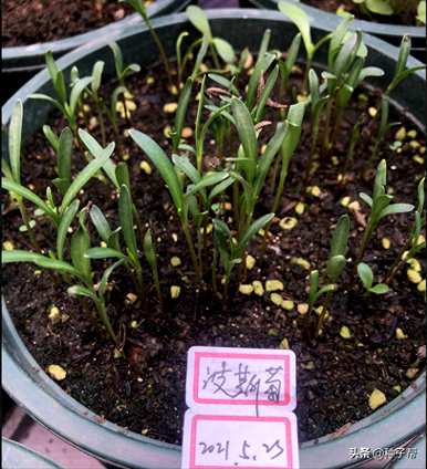 波斯菊何时开花，波斯菊盆栽开花图片
