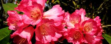 杜鹃花枯萎的叶子怎么救，杜鹃花的叶子怎么了？
