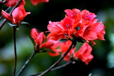 杜鹃花枯萎的叶子怎么救，杜鹃花的叶子怎么了？