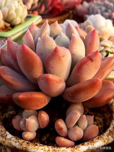 多肉植物图片大全，多肉植物图片大全