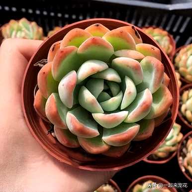 多肉植物图片大全，多肉植物图片大全