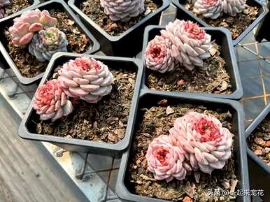多肉植物图片大全，多肉植物图片大全