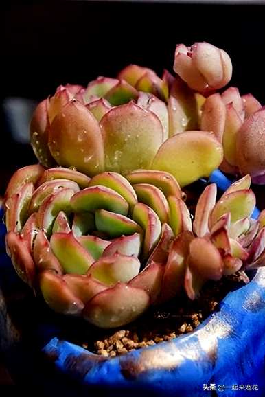 多肉植物图片大全，多肉植物图片大全