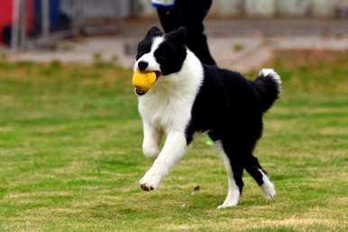 边境牧羊犬训练方法，边境牧羊犬训练方法