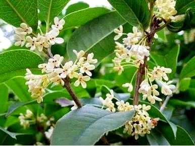 桂花哪个品种最好，四季最好的桂花品种
