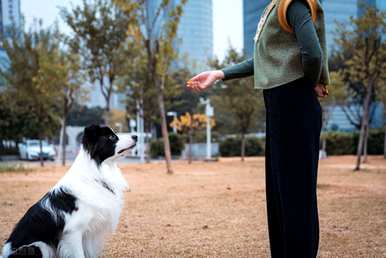 边境牧羊犬训练方法，边境牧羊犬训练方法