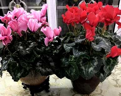 仙客来开花期一般施什么肥料？仙客来怎么养才能开花？