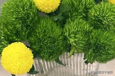绿毛球能养多久，绿毛球能养多久？