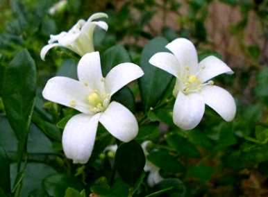 九里香什么时候开花，九里香什么时候开花