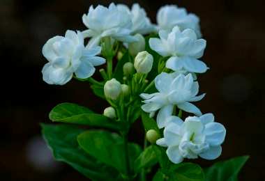 茉莉花如何种植才能生存，种植茉莉花种子的方法