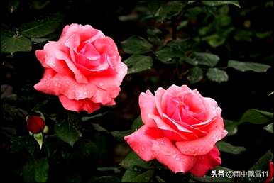 如何养殖月季花，月季花大棚养殖