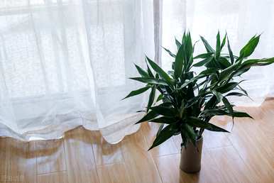 如何养富贵竹才能更旺盛，如何养富贵竹才能更旺盛