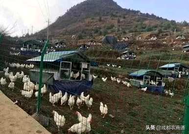 河南柴鸡养殖项目，柴鸡养殖前景如何