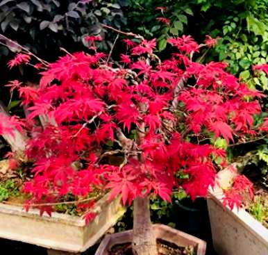 红枫树阳台能种植吗？红枫树适合在家种植吗？