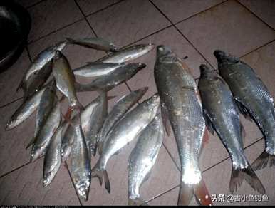 海鱼有哪些种类，鱼有哪些种类？