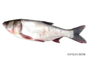 海鱼有哪些种类，鱼有哪些种类？