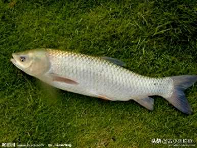 海鱼有哪些种类，鱼有哪些种类？
