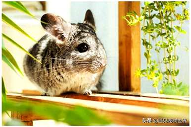 养龙猫的好处和坏处，吃苹果的坏处