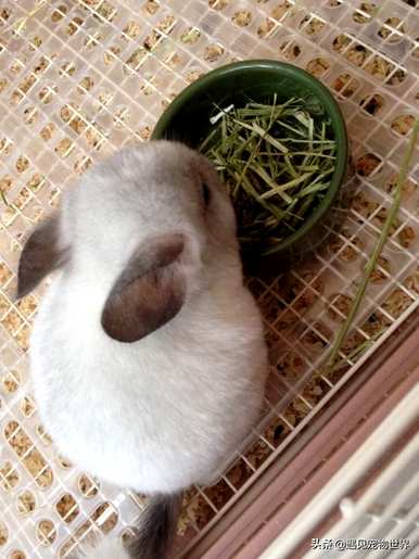 养龙猫的好处和坏处，吃苹果的坏处
