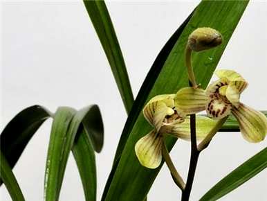如何养兰花和茶花，如何养兰花
