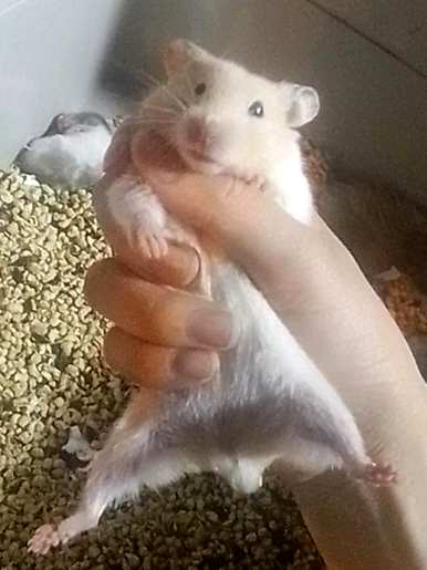 珍珠熊怎么养才温顺？仓鼠和珍珠熊哪个温顺？