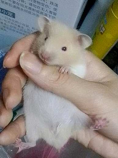 珍珠熊怎么养才温顺？仓鼠和珍珠熊哪个温顺？