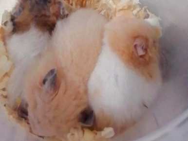 珍珠熊怎么养才温顺？仓鼠和珍珠熊哪个温顺？