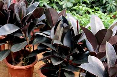 黑金刚植物容易饲养吗？如何饲养仙人掌黑金刚？