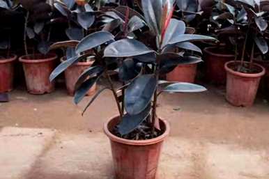 黑金刚植物容易饲养吗？如何饲养仙人掌黑金刚？