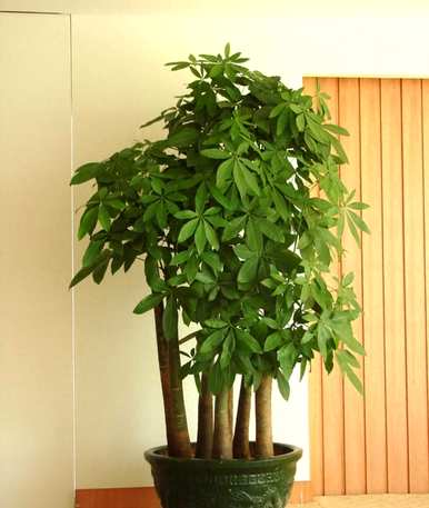 有哪些植物容易饲养和繁荣，繁荣的房子有哪些植物？