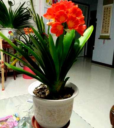 有哪些植物容易饲养和繁荣，繁荣的房子有哪些植物？