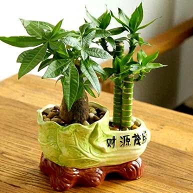 有哪些植物容易饲养和繁荣，繁荣的房子有哪些植物？