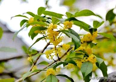 桂花栽培用什么土？桂花土营养土批发