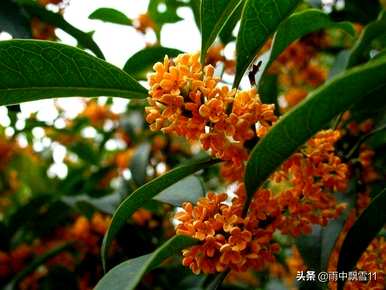 桂花栽培用什么土？桂花土营养土批发