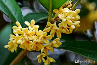 桂花栽培用什么土？桂花土营养土批发