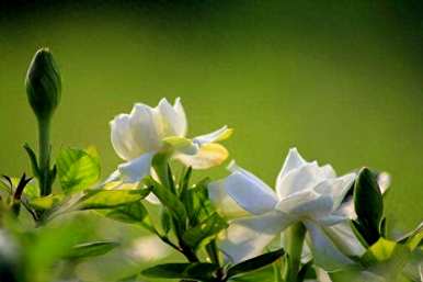 栀子花不容易养在室内。栀子花怎么养才能养？