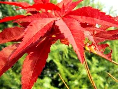 如何种植枫树种子？枫树种子在冬天发芽
