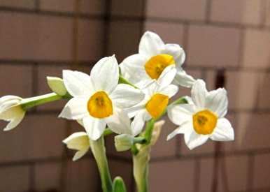 水仙花什么时候开花水培，水仙花什么时候开花