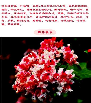 哪个品种最适合百日红？紫薇和百日红是一个品种吗？