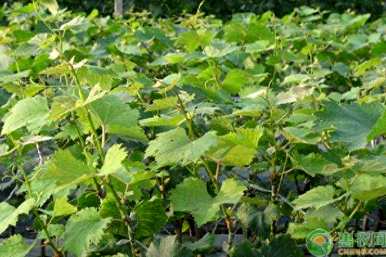 宾川葡萄种植技术齐全，葡萄种植技术齐全