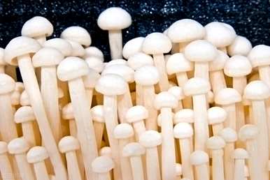 金针菇种植技术和栽培方法，如何种植金针菇
