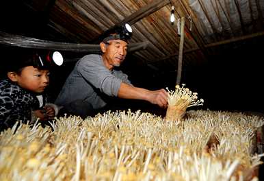金针菇种植技术和栽培方法，如何种植金针菇