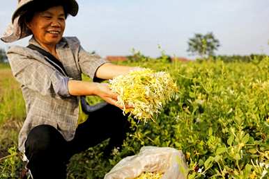 金银花怎么养才能更旺盛，金银花怎么养才能更旺盛？