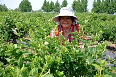 金银花怎么养才能更旺盛，金银花怎么养才能更旺盛？