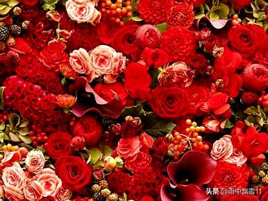 玫瑰怎么养才能活？花店买的泡泡玫瑰养不起来。