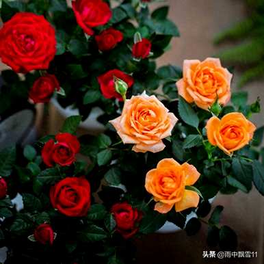 玫瑰怎么养才能活？花店买的泡泡玫瑰养不起来。