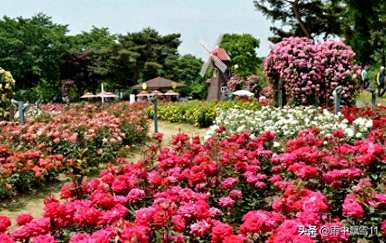 玫瑰怎么养才能活？花店买的泡泡玫瑰养不起来。